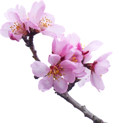Cherry Blossom PNG Transparent