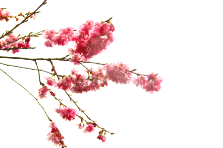 Cherry Blossom PNG Transparent
