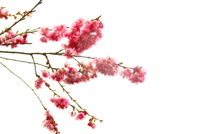 Cherry Blossom PNG Transparent