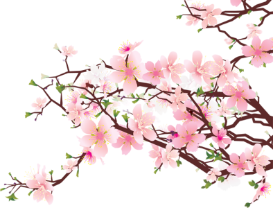 Cherry Blossom PNG Transparent
