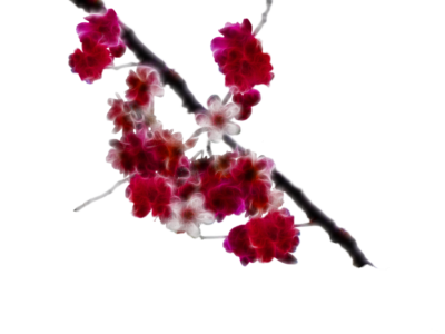 Cherry Blossom PNG Transparent