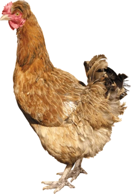Hen PNG Download