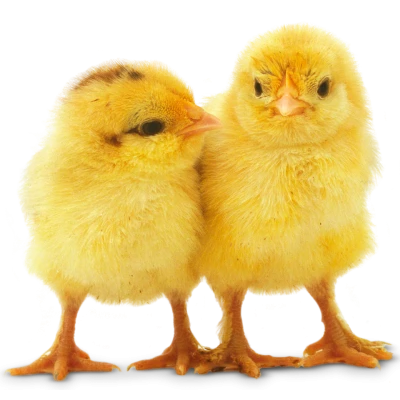 Chicken PNG Transparent