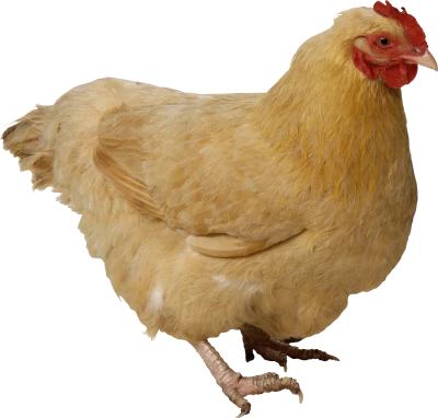 Chicken PNG Transparent