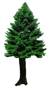 Christmas Tree PNG Transparent