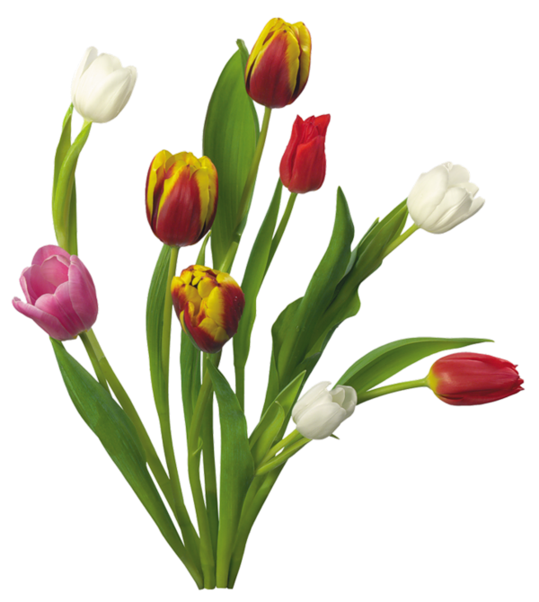 Beautiful Flower PNG Download