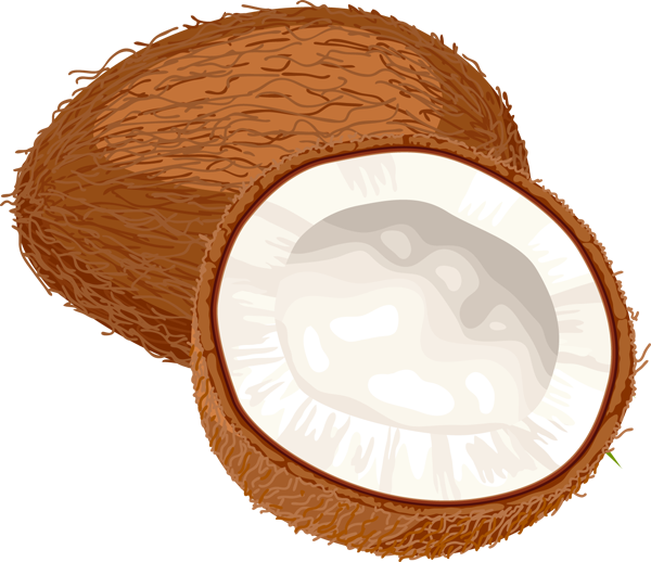 Coconut PNG Transparent Image