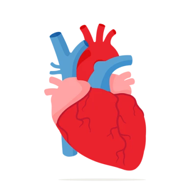 Heart Symbol PNG