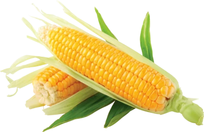 Corn Transparent PNG
