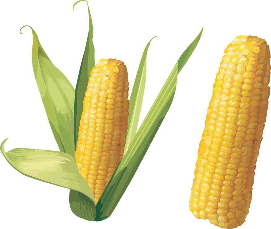 Corn Transparent PNG