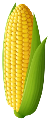 Maize Transparent PNG