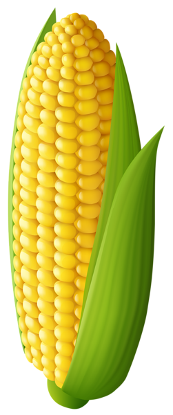 Maize Transparent PNG