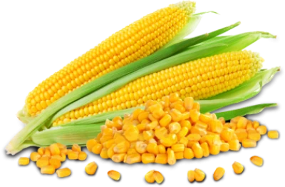 Maize Transparent PNG