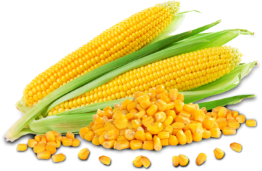 Maize Transparent PNG