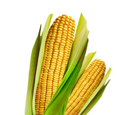Maize Transparent PNG