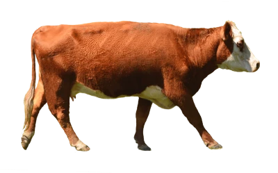 Cow Transparent PNG