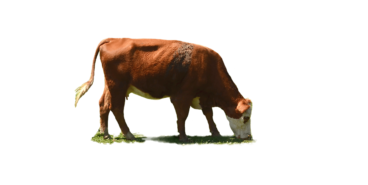 Cow Transparent PNG