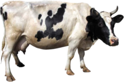 Cow Transparent PNG