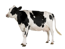 Cow Transparent PNG