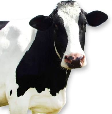 Cow Transparent PNG
