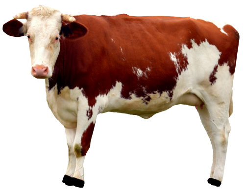 Cow Transparent PNG