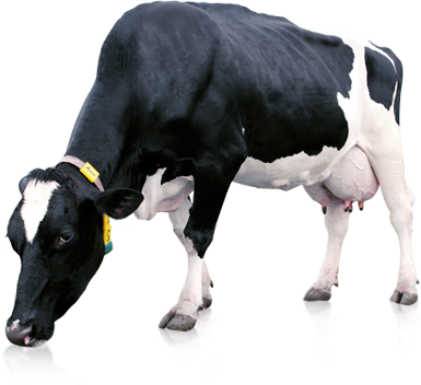 Cow Transparent PNG