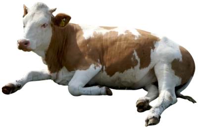 Cow Transparent PNG