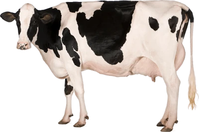 Farm Cow Image PNG