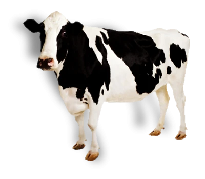 Farm Cow Image PNG