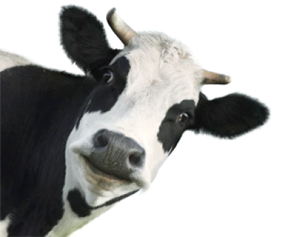 Farm Cow Image PNG