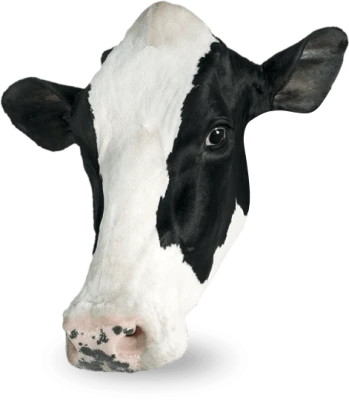 Farm Cow Image PNG