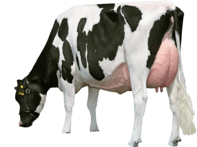 Farm Cow Image PNG