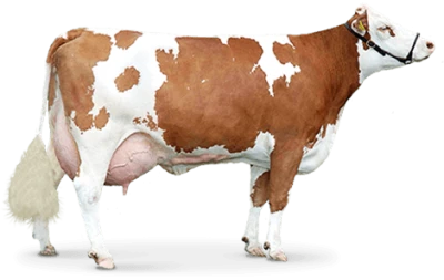 Farm Cow Image PNG