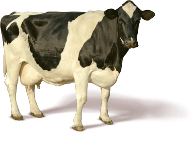 Farm Cow Image PNG
