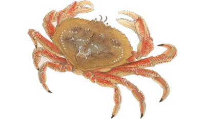 Crab Transparent PNG