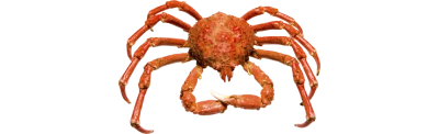 Crab Transparent PNG