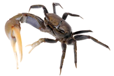 Crab Transparent PNG