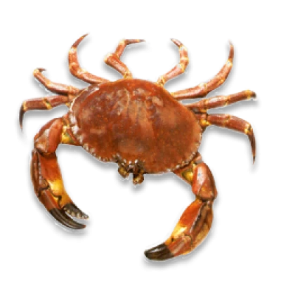 Crab Transparent PNG