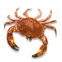 Crab Transparent PNG