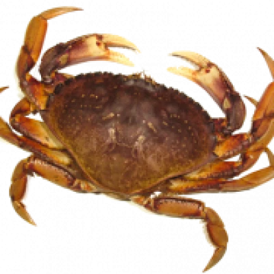 Crab Transparent PNG