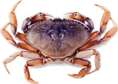 Crab Transparent PNG