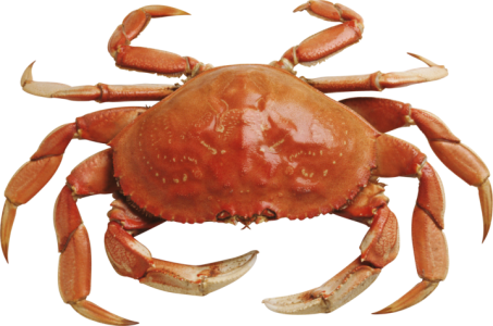 Red Crab Image PNG