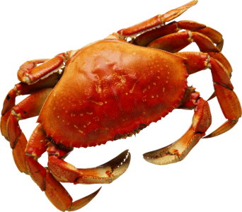 Red Crab Image PNG