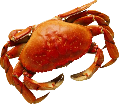 Red Crab Image PNG