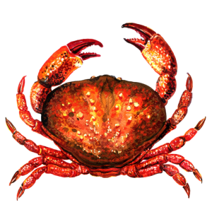 Red Crab Image PNG