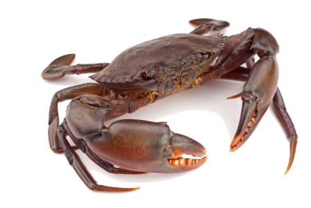 Red Crab Image PNG