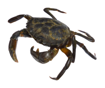 Red Crab Image PNG