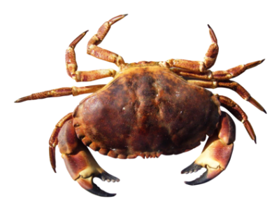Red Crab Image PNG