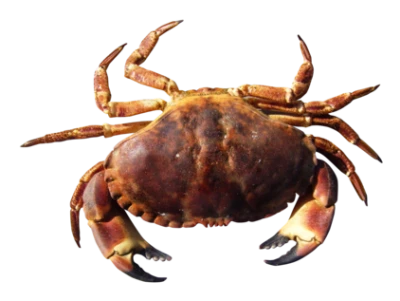 Red Crab Image PNG