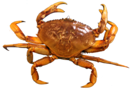 Red Crab Image PNG